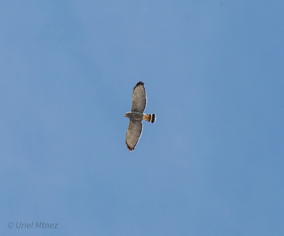 Gray Hawk - ML644350025