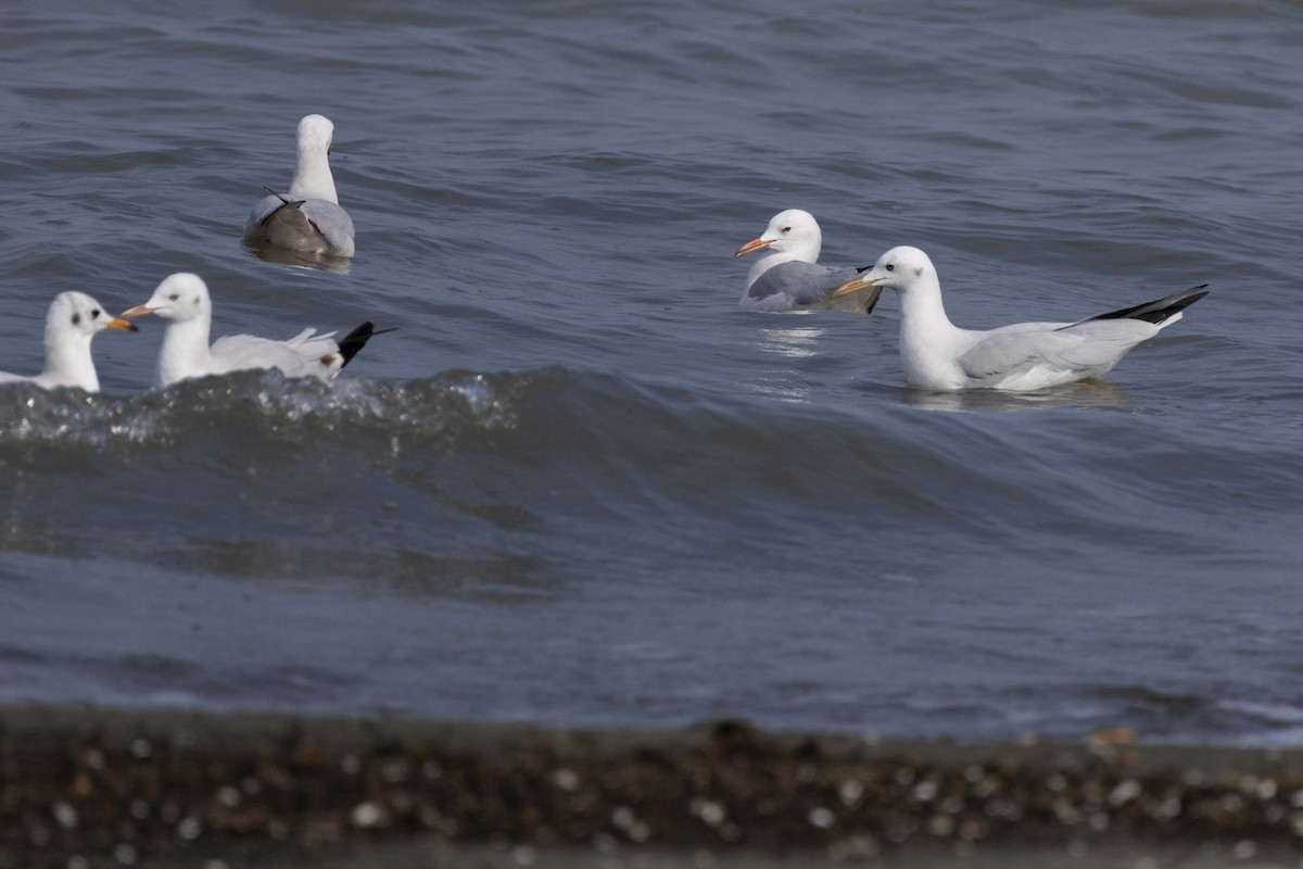 Slender-billed Gull - ML644350032