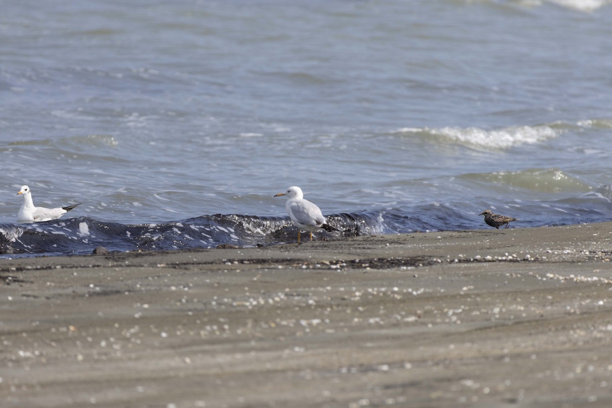 Slender-billed Gull - ML644350033