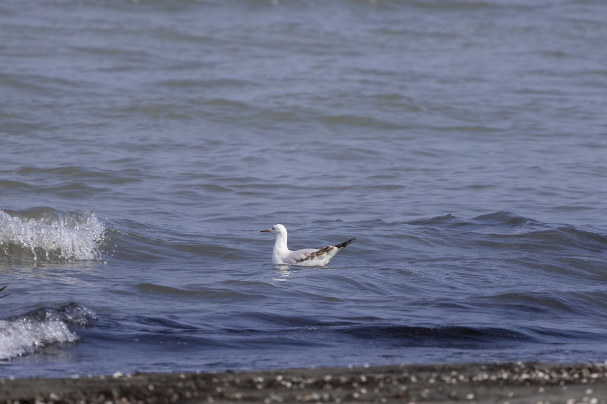 Slender-billed Gull - ML644350034