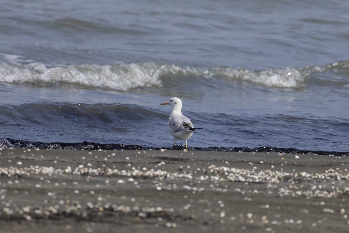 Slender-billed Gull - ML644350035