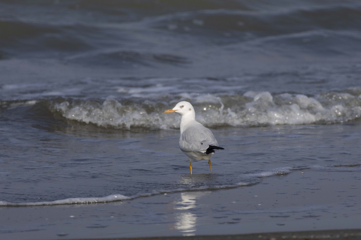 Slender-billed Gull - ML644350036