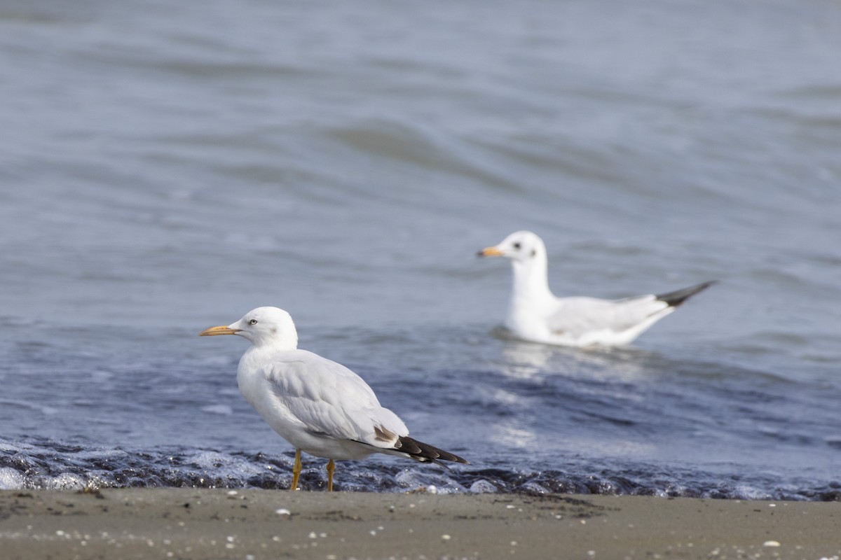 Slender-billed Gull - ML644350037