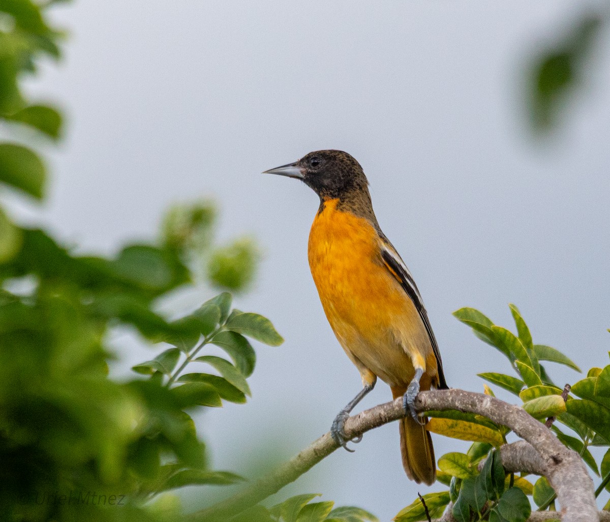Baltimore Oriole - ML644350049
