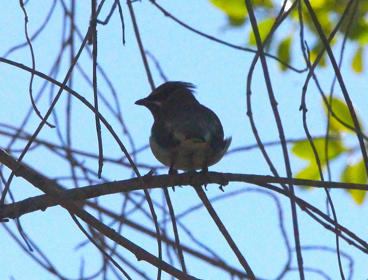 Cedar Waxwing - ML644350050