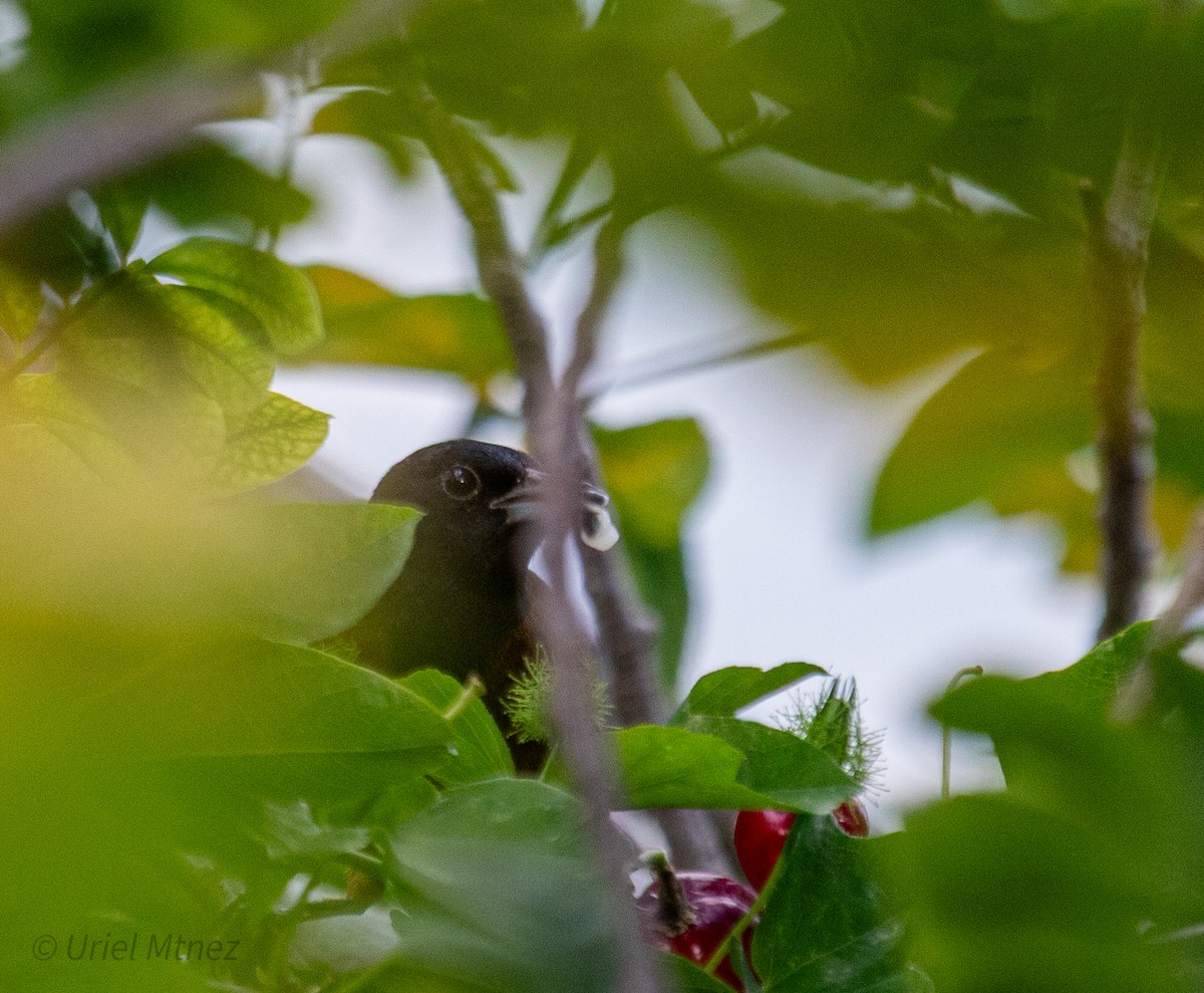 Orchard Oriole - ML644350053