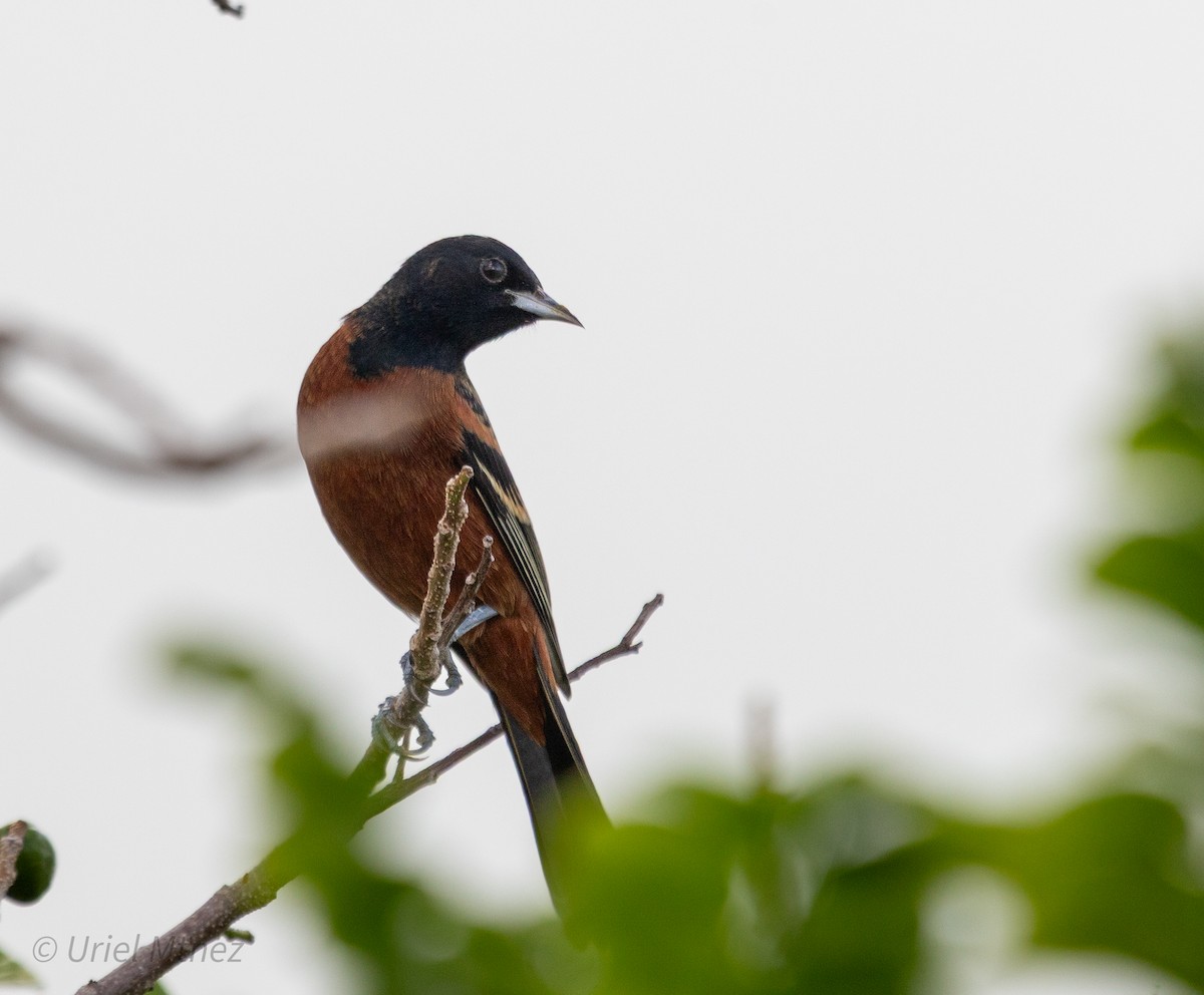 Orchard Oriole - ML644350054