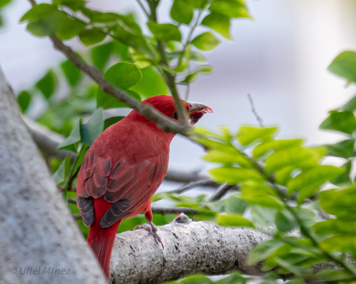 Summer Tanager - ML644350064