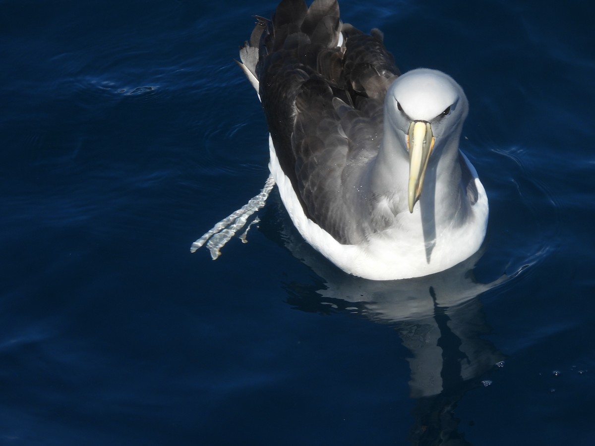 Salvin's Albatross - ML644350077