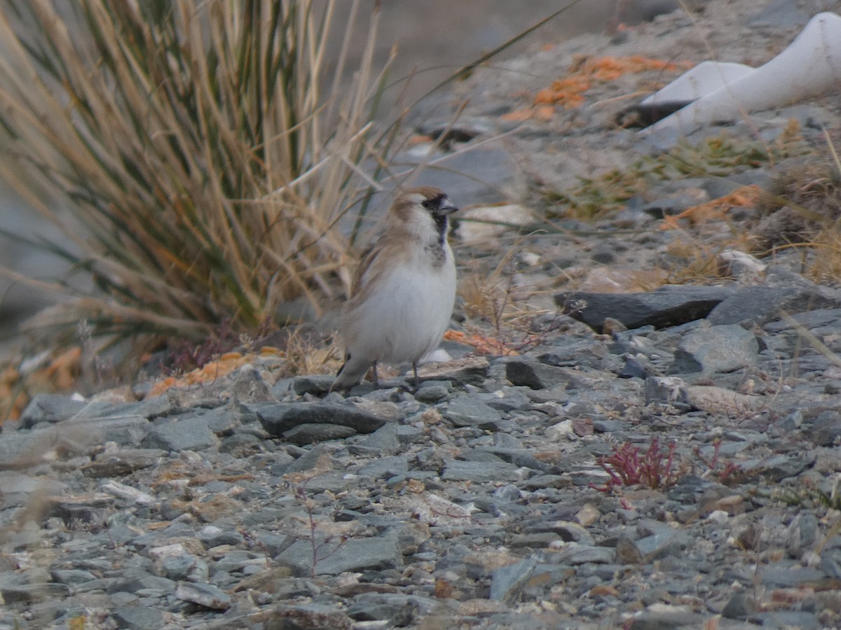 Pere David's Snowfinch - ML644350083