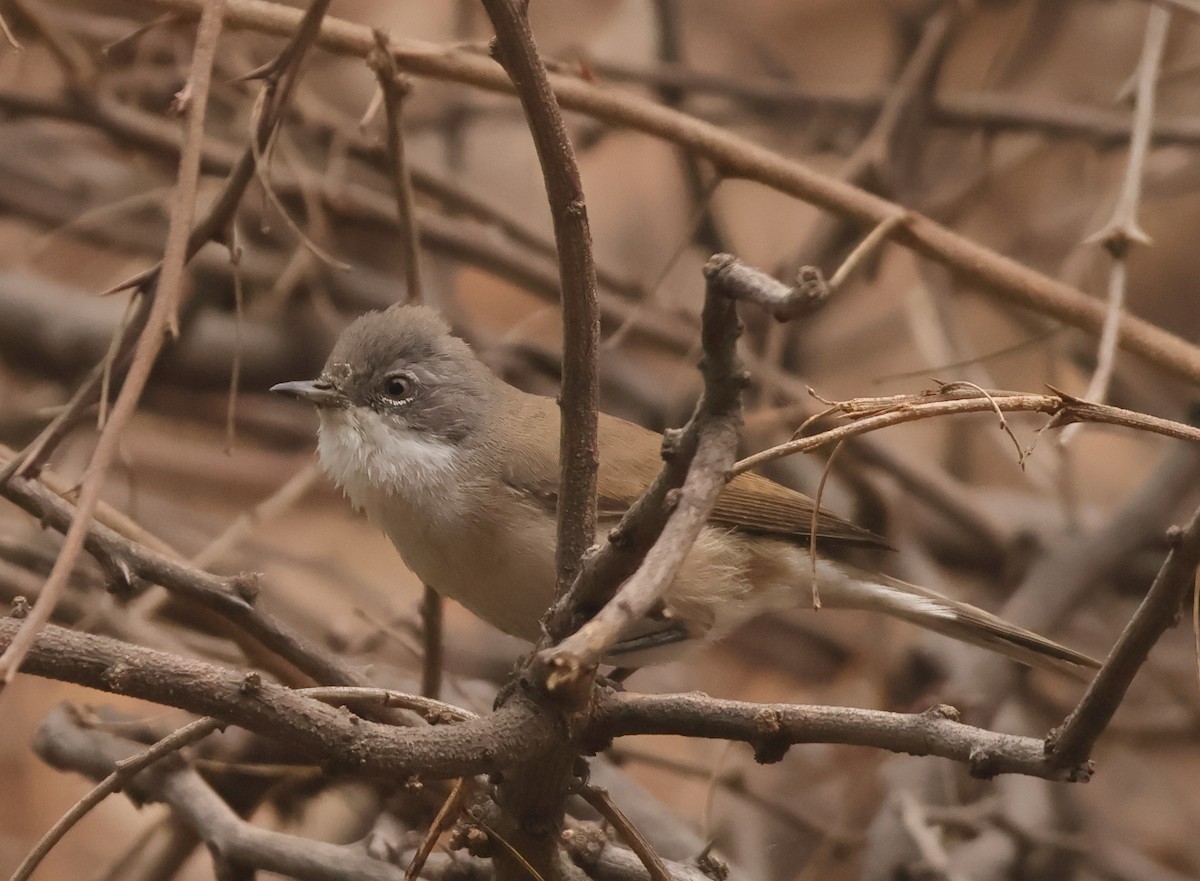 Lesser Whitethroat - ML644350084