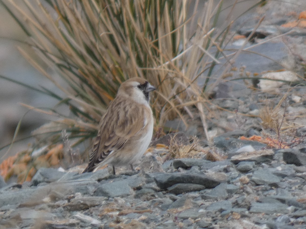 Pere David's Snowfinch - ML644350085