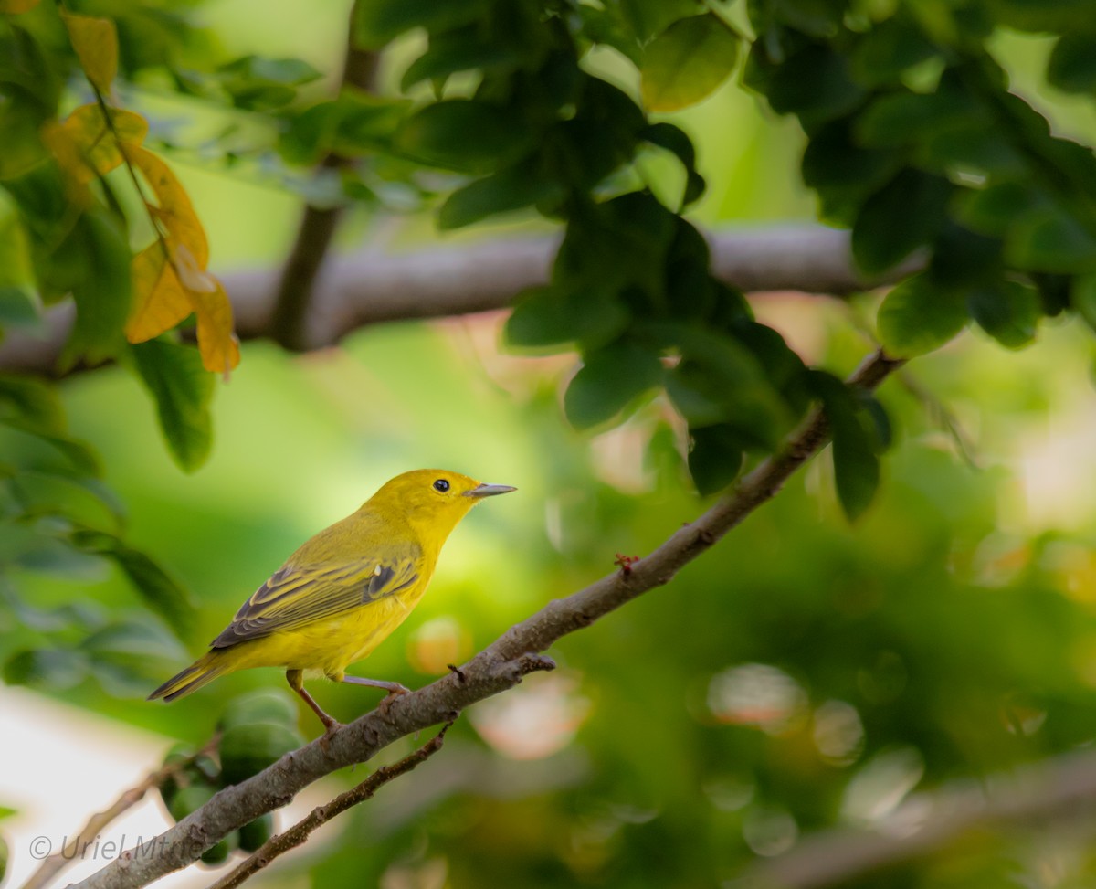 Sarı Ötleğen - ML644350086