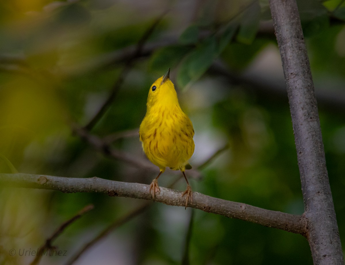 Sarı Ötleğen - ML644350087