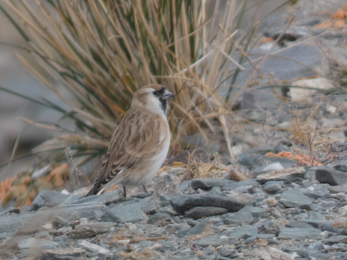 Pere David's Snowfinch - ML644350089
