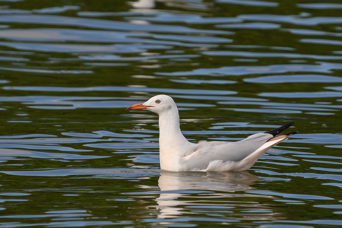 Slender-billed Gull - ML644350090