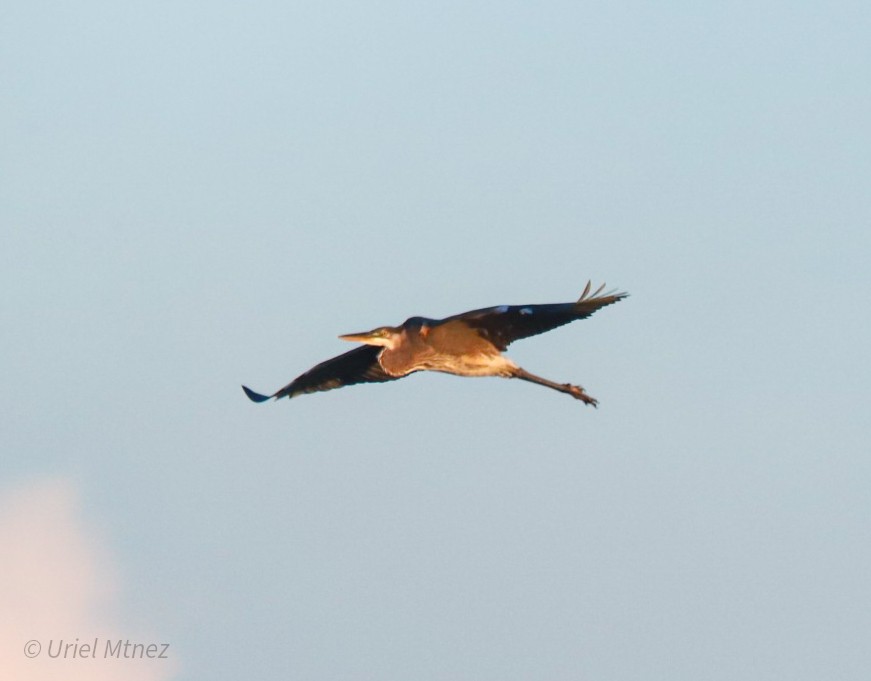 Great Blue Heron - ML644350097