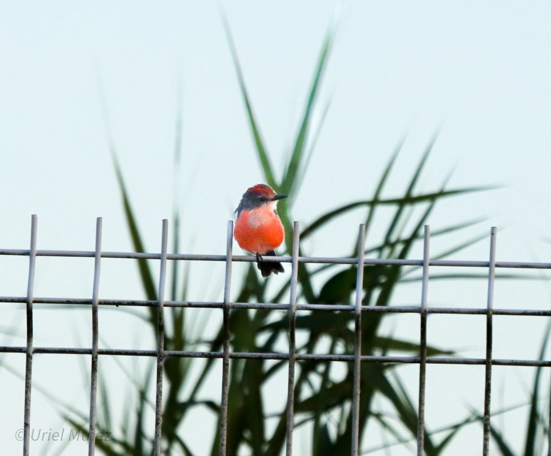 Vermilion Flycatcher - ML644350098