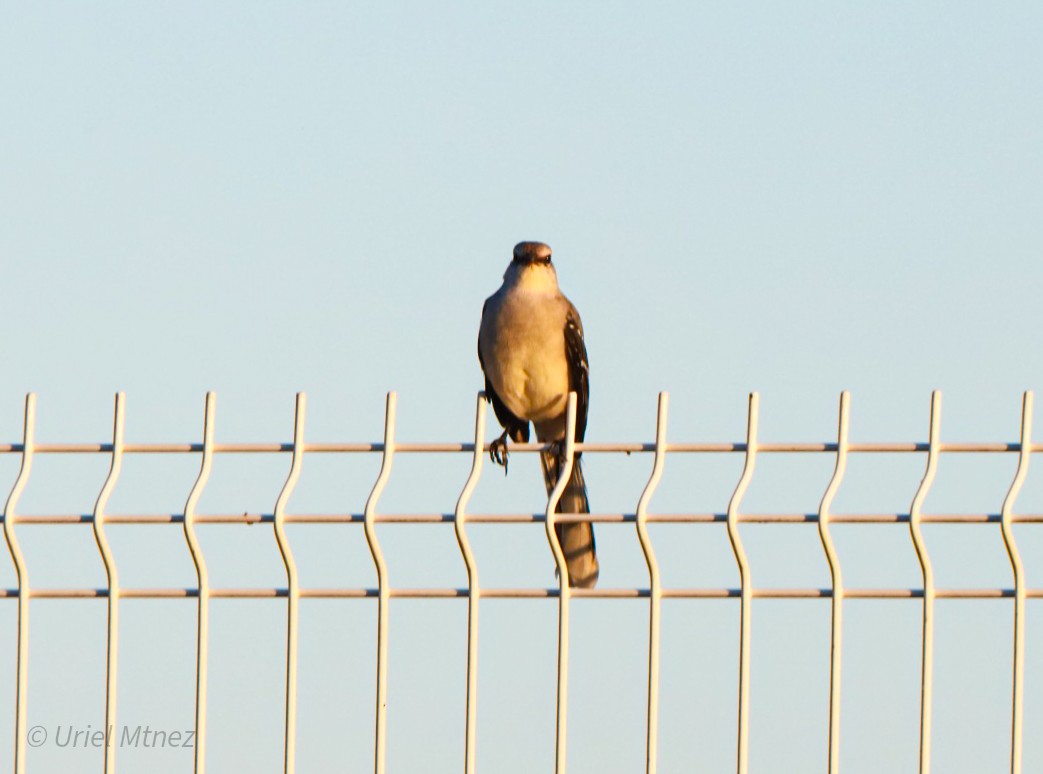 Tropical Mockingbird - ML644350099