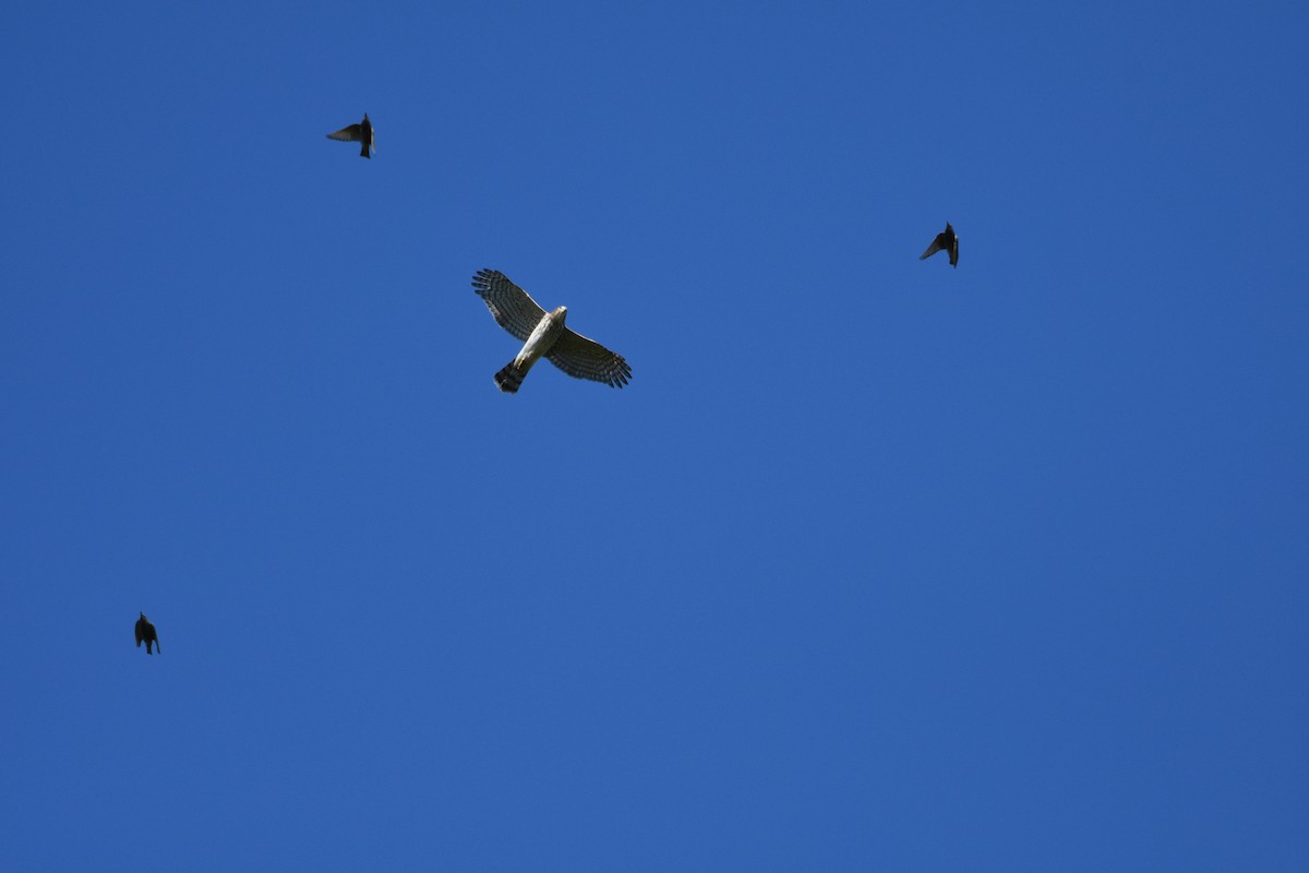 Cooper's Hawk - ML644350103