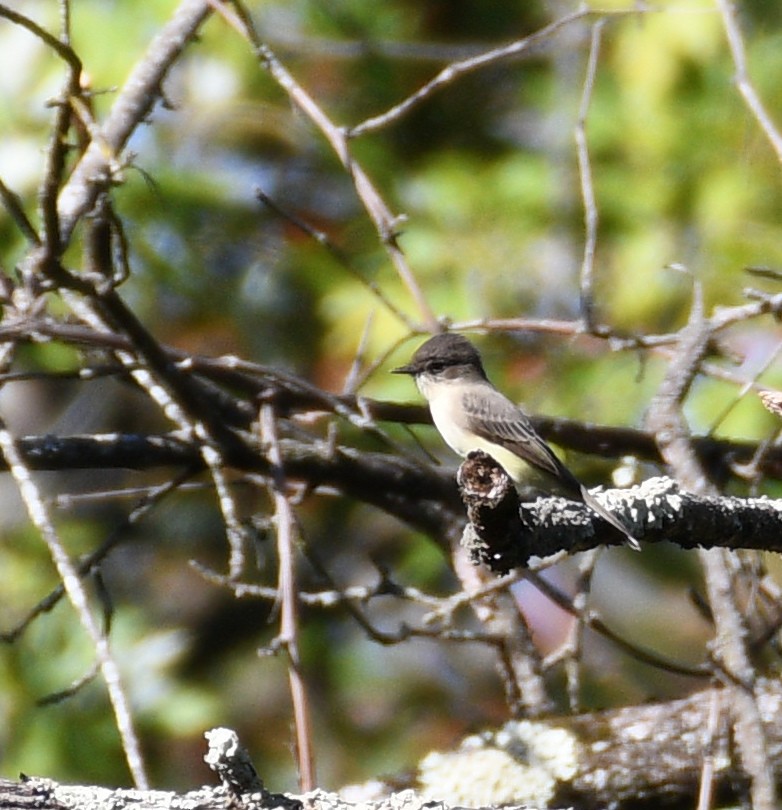 Eastern Phoebe - ML644350125