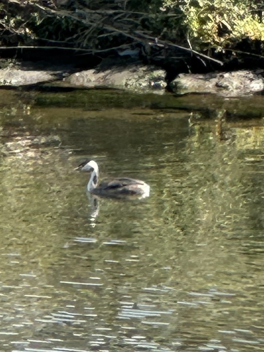 Great Crested Grebe - ML644350126