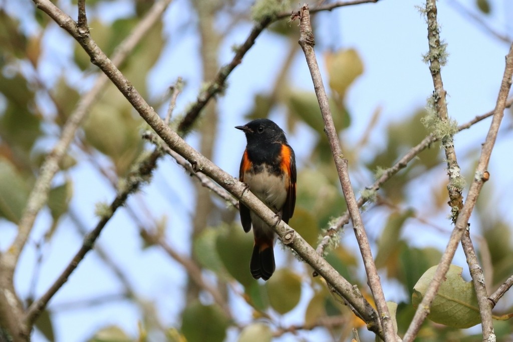 American Redstart - ML644350127