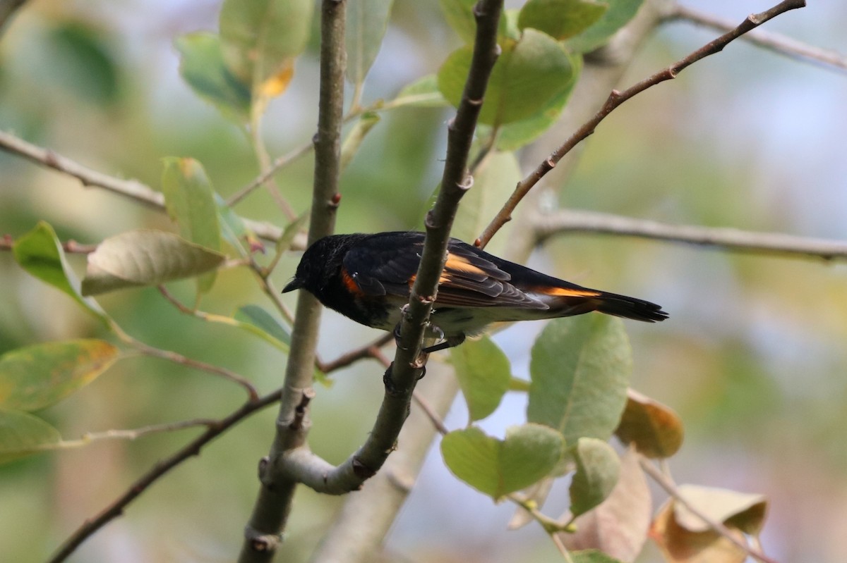 American Redstart - ML644350128