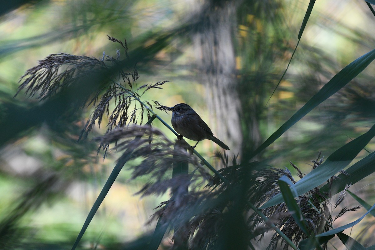 Swamp Sparrow - ML644350131