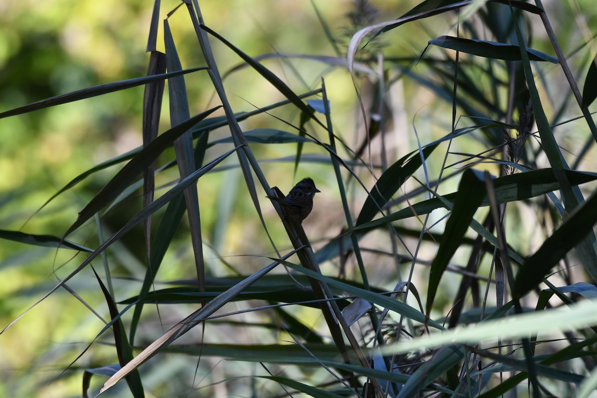 Swamp Sparrow - ML644350133
