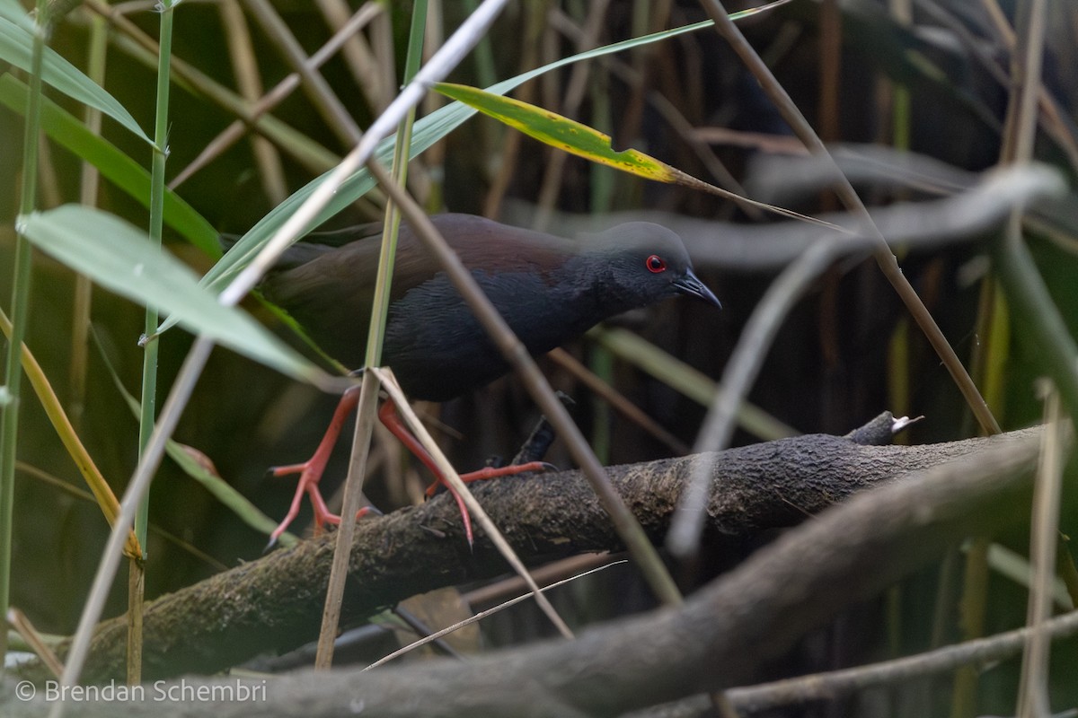 Spotless Crake - ML644350158