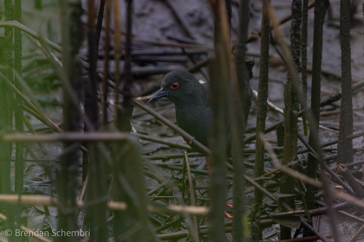 Spotless Crake - ML644350159