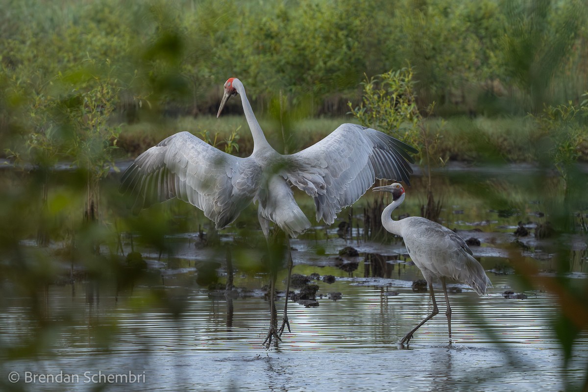 Brolga - ML644350160