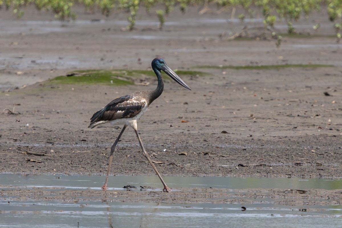 Black-necked Stork - ML644350161