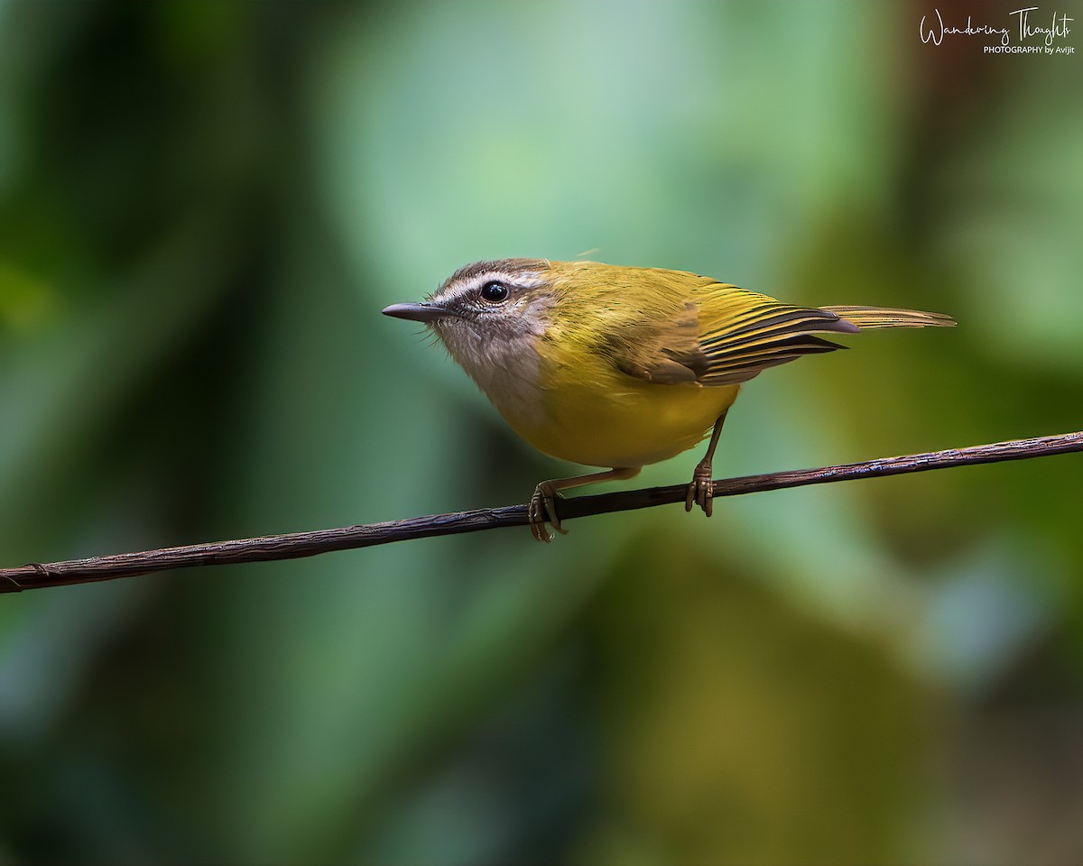 Mosquitero Cejiblanco - ML644350163