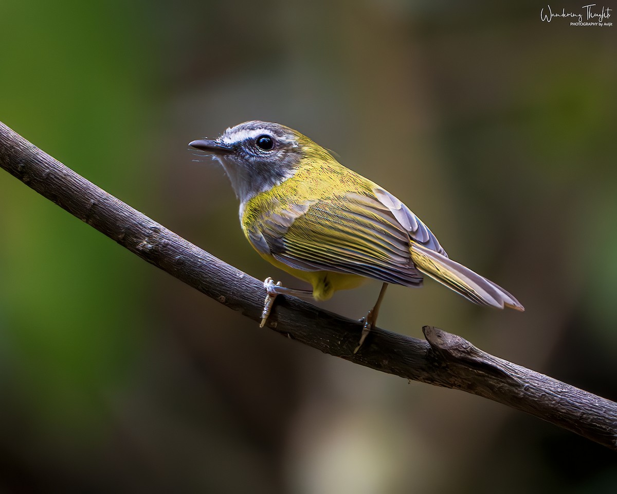 Mosquitero Cejiblanco - ML644350164
