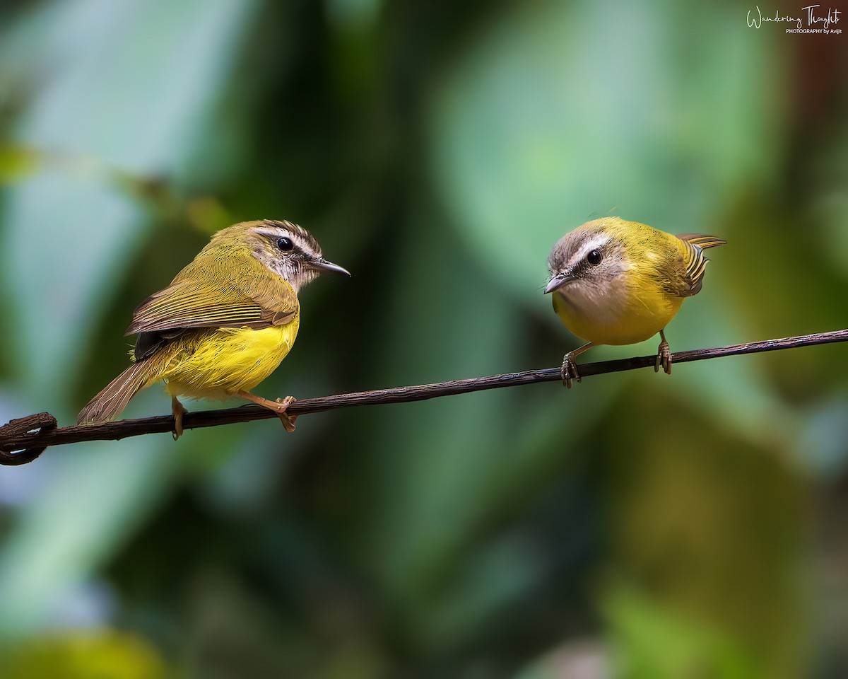 Mosquitero Cejiblanco - ML644350165