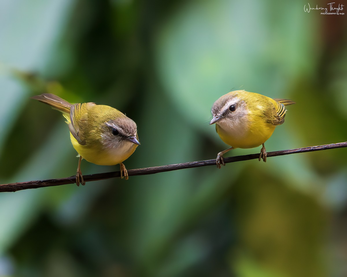 Mosquitero Cejiblanco - ML644350166