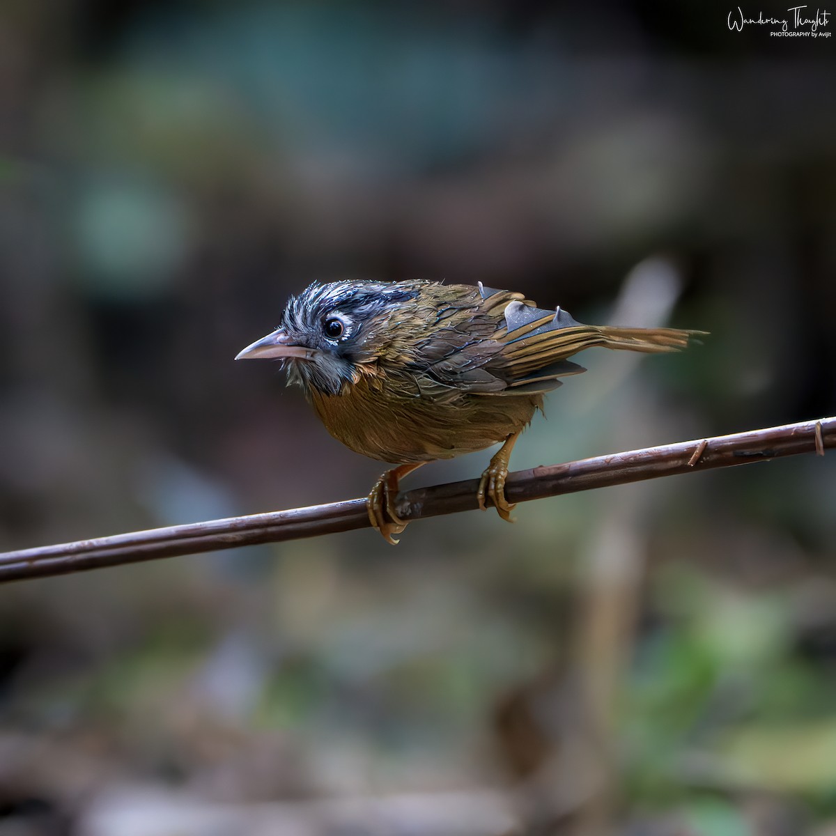 Timalí Gorjigrís - ML644350175