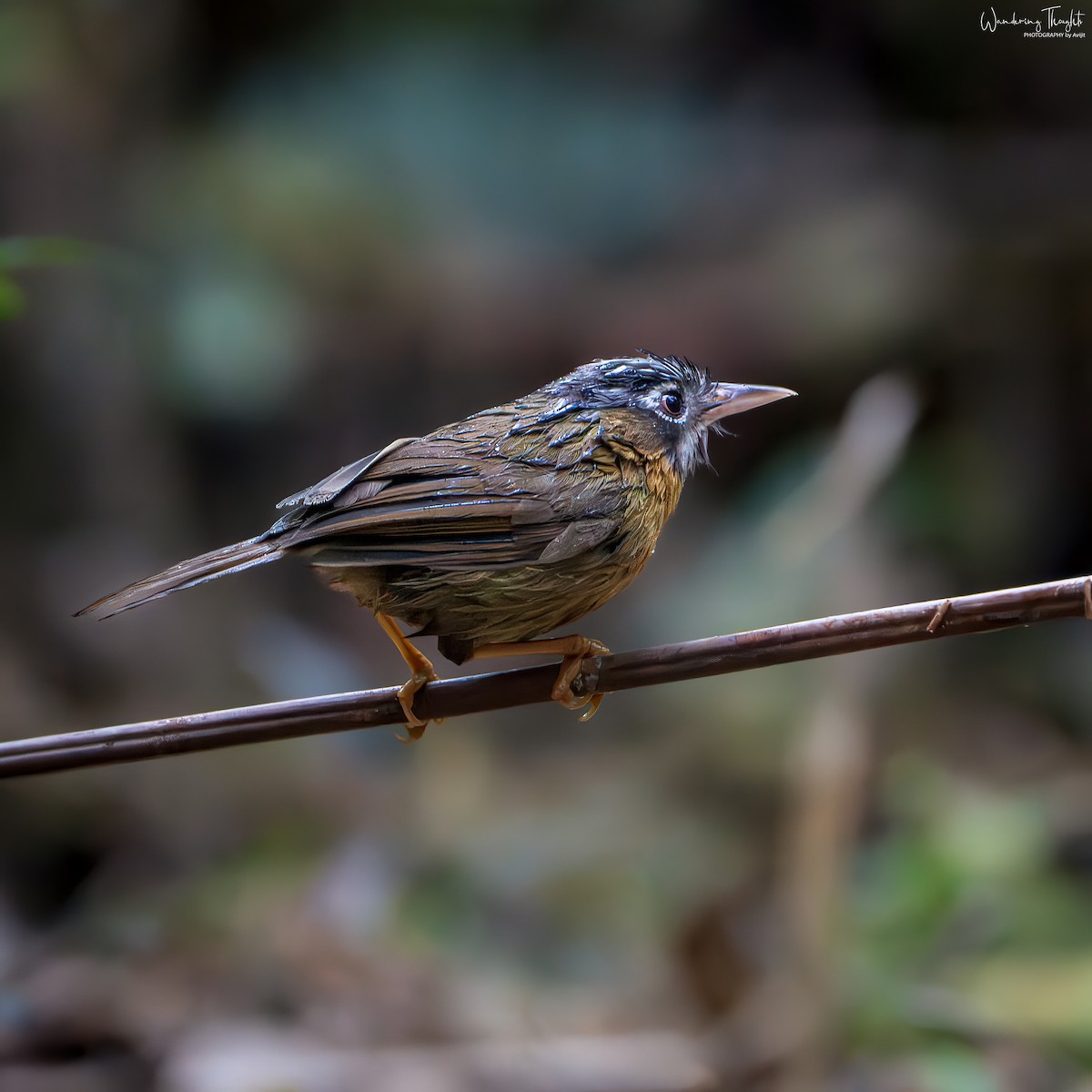 Timalí Gorjigrís - ML644350176