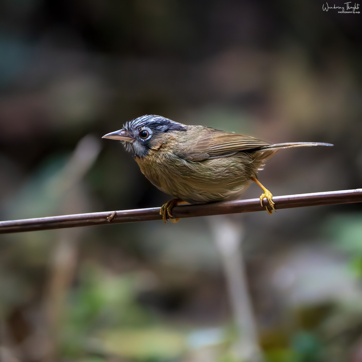 Timalí Gorjigrís - ML644350177