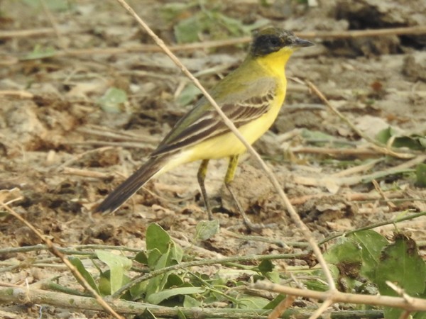 gulerle - ML644350179