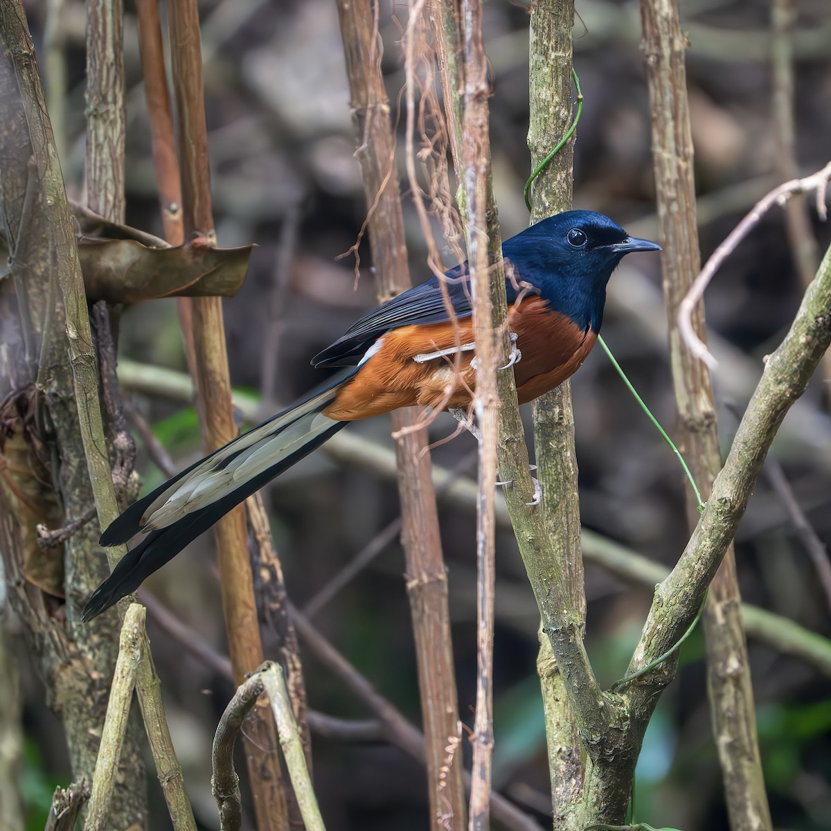 Shama Malabar - ML644350181