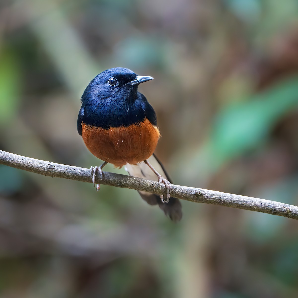 Shama Malabar - ML644350182