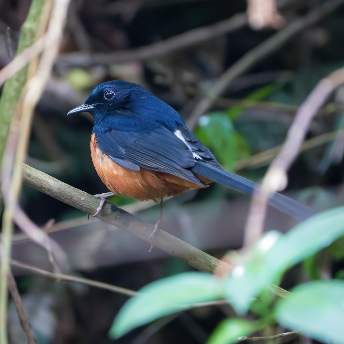 Shama Malabar - ML644350183