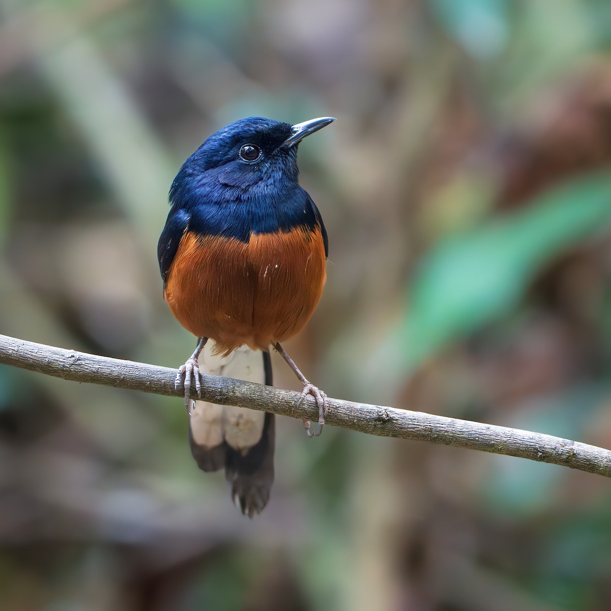 Shama Malabar - ML644350185