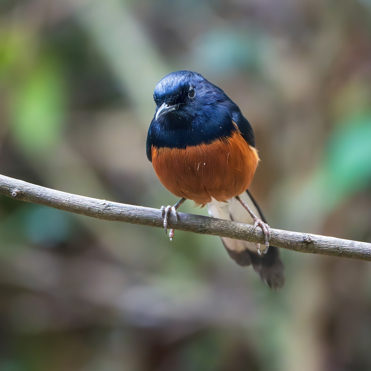 Shama Malabar - ML644350186