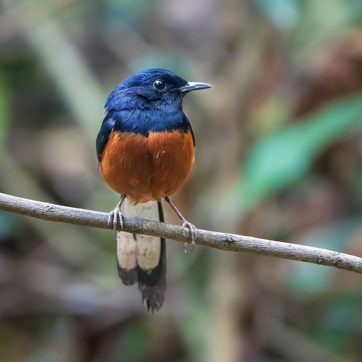 Shama Malabar - ML644350187