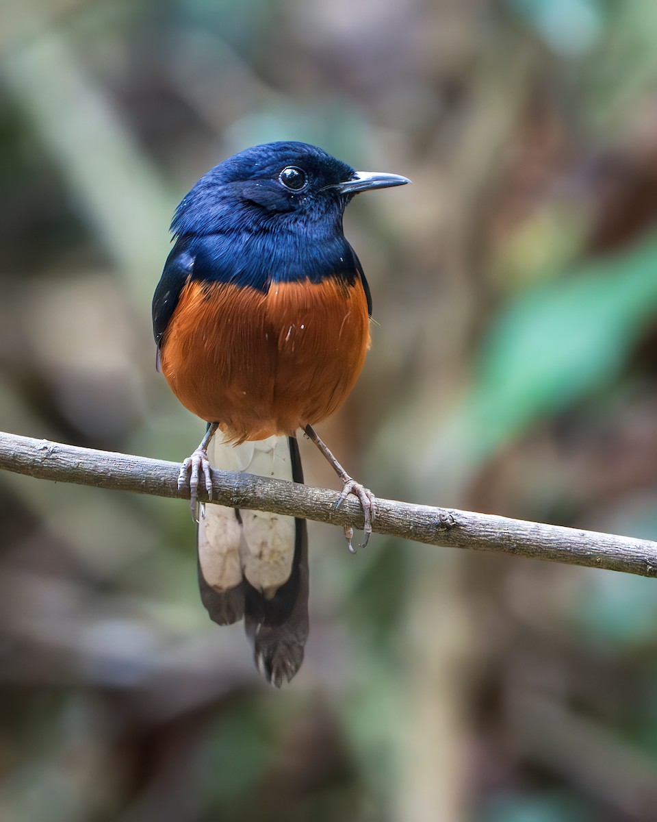 Shama Malabar - ML644350188