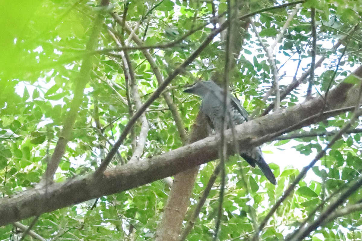 Bar-bellied Cuckooshrike - ML644350189